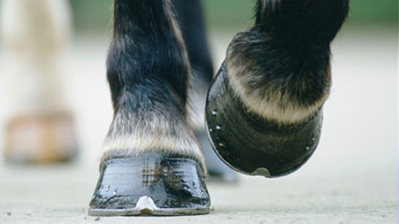 how much does it cost to trim horse hooves